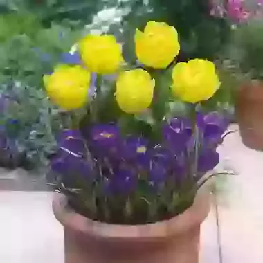 Tulip and Crocus Collection